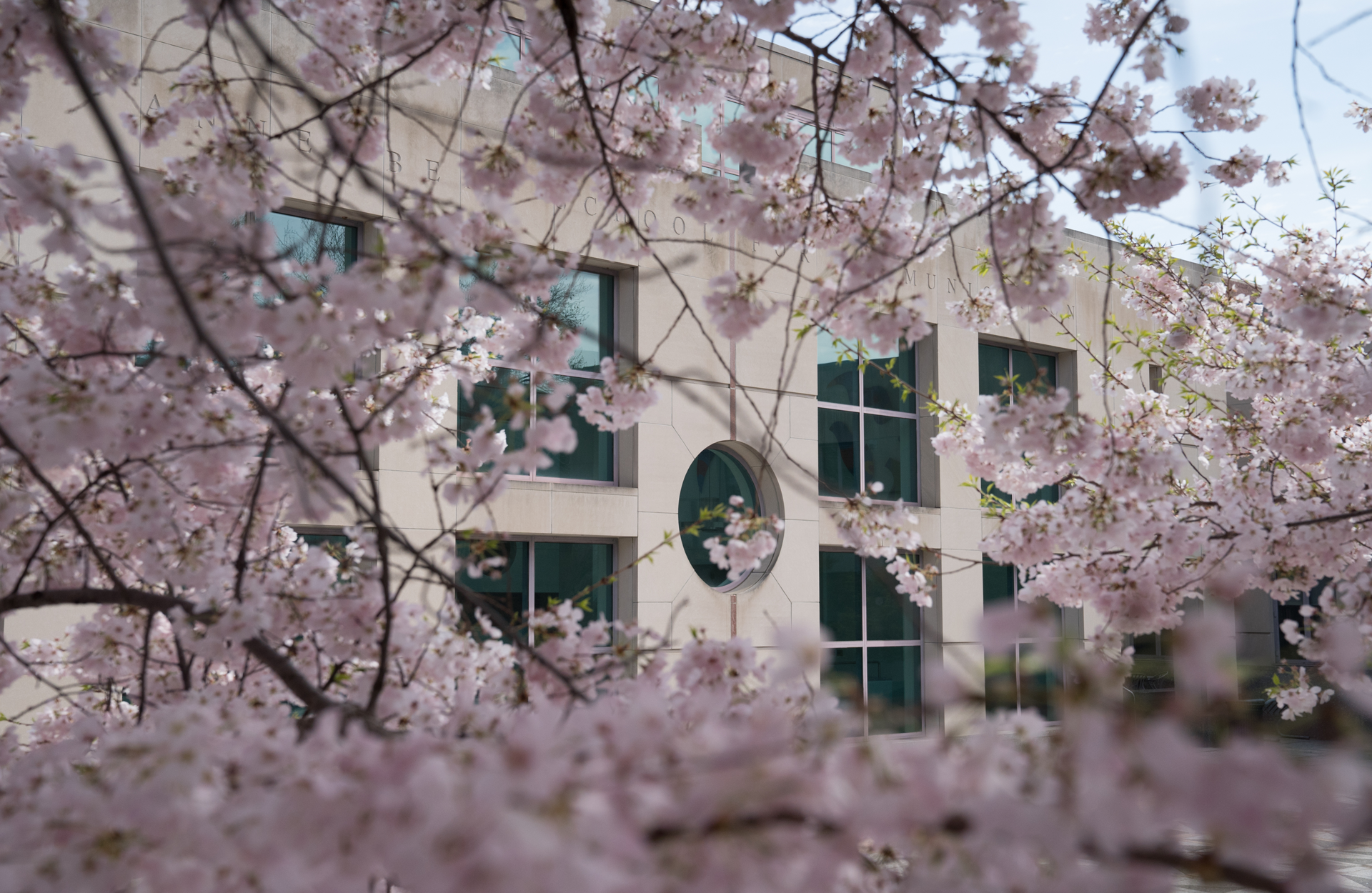 closeup of light pink blossoms on a spring day with Annenberg School in the background