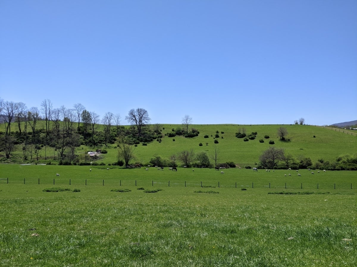 Hill with grazing animals.