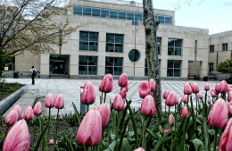 pink tulip bulbs on a bright day with Annenberg School in the background
