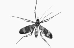 black and white close up photo of mosquito; Photo by Yogesh Pedamkar on Unsplash