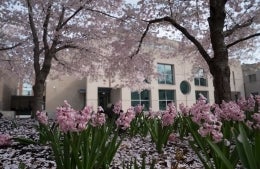 Pink flowers outside of the Annenberg Building