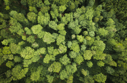 A forest from above