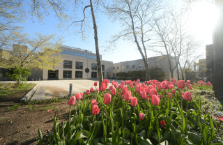 angled view of tulip bulbs on a sunny day and Annenberg school in the background