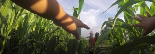 group of people walking through a field of crops