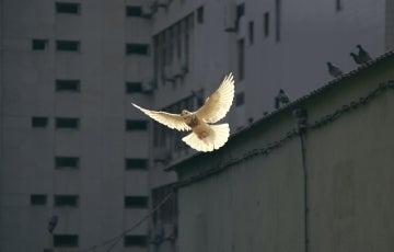 Photo of a dove. Photo credit: Sunyu / Unsplash