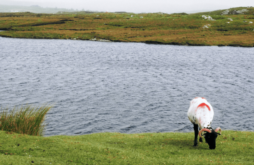 Parker Electric Sheep