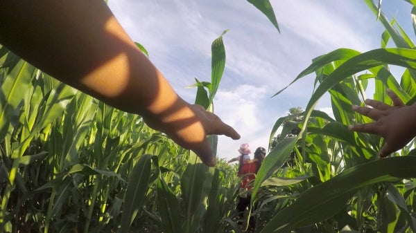 People walking through a field of crops