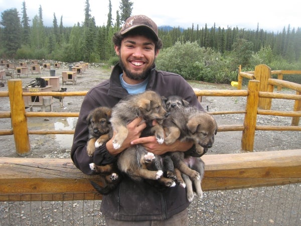 Man in Alaskan landscape holding a large group of puppies
