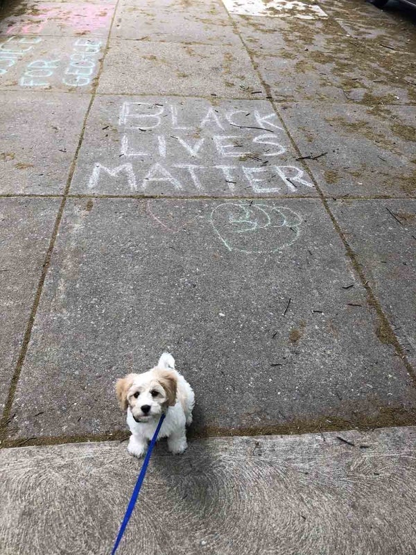 Small white dog in foreground with leash extending off camera. Sidewalk has chalk drawing reading "Black Lives Matter"