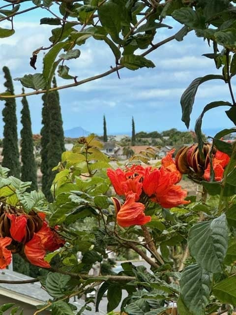 View of Diamond Head with various tropical foliage